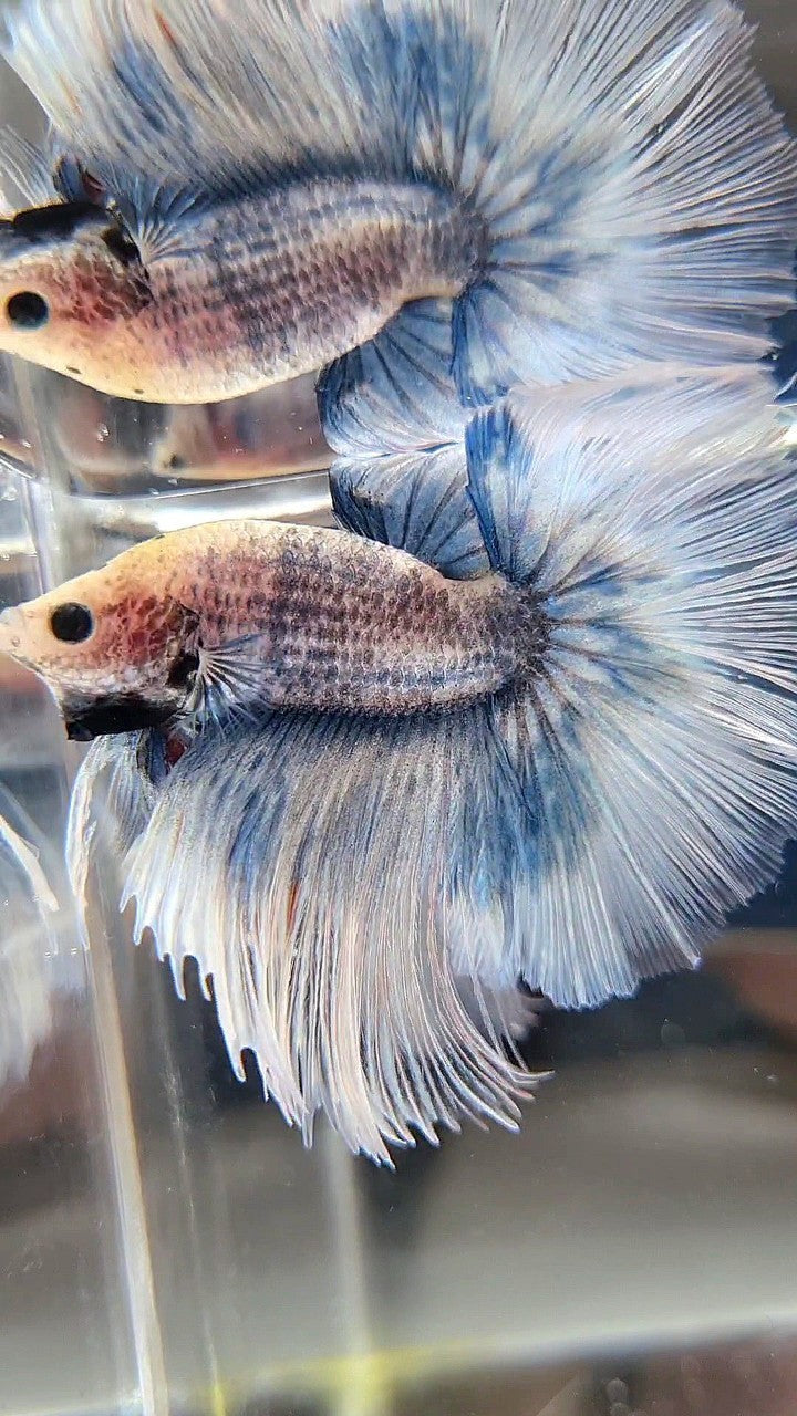 HALFMOON OVERTAIL ROSETAIL GRIZZLE BLUE BETTA FISH
