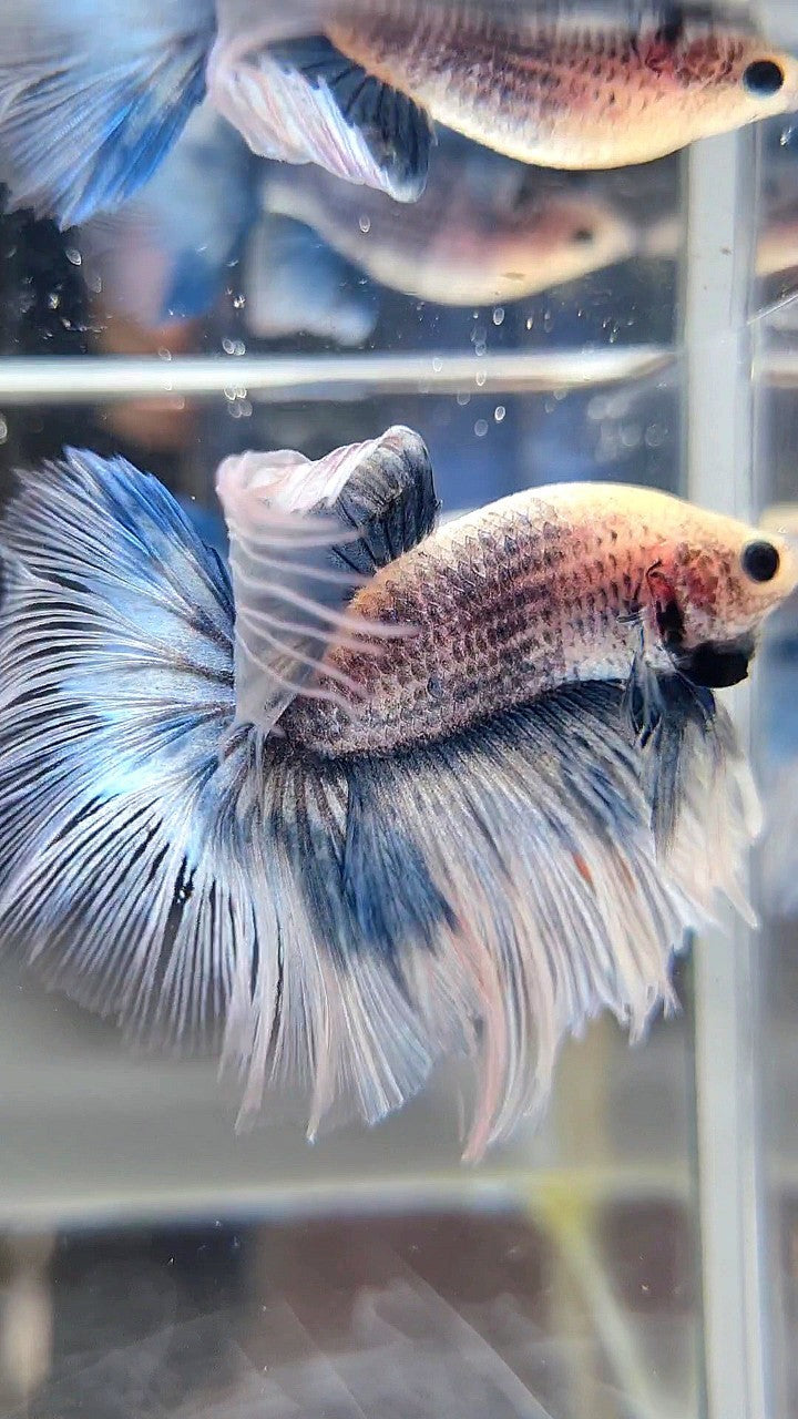 HALFMOON OVERTAIL ROSETAIL GRIZZLE BLUE BETTA FISH