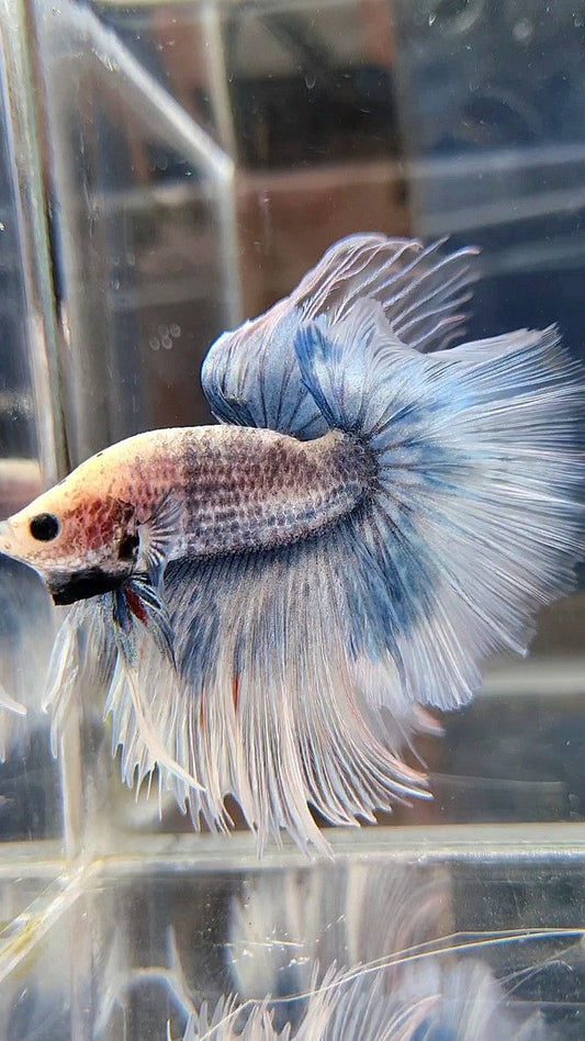 HALFMOON OVERTAIL ROSETAIL GRIZZLE BLUE BETTA FISH