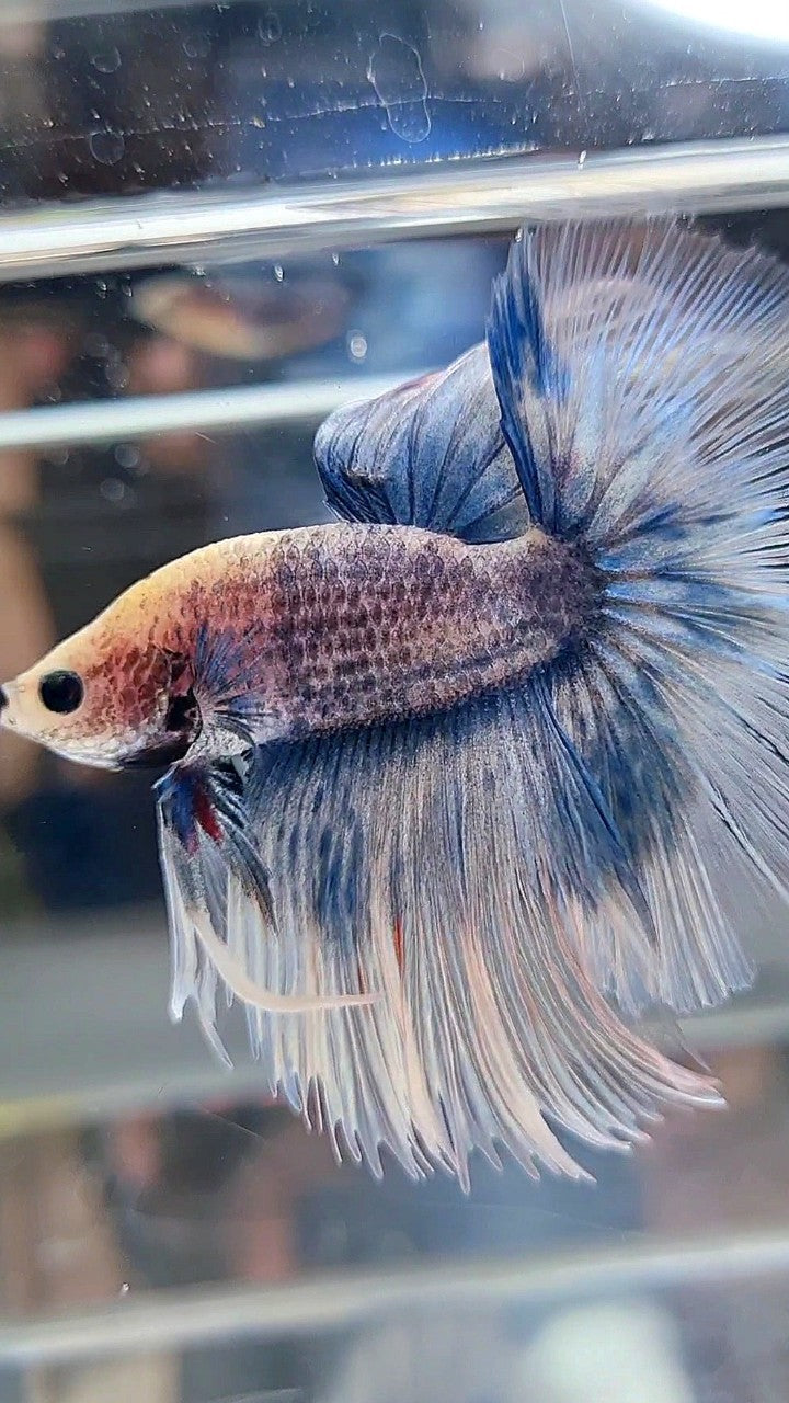 HALFMOON OVERTAIL ROSETAIL GRIZZLE BLUE BETTA FISH