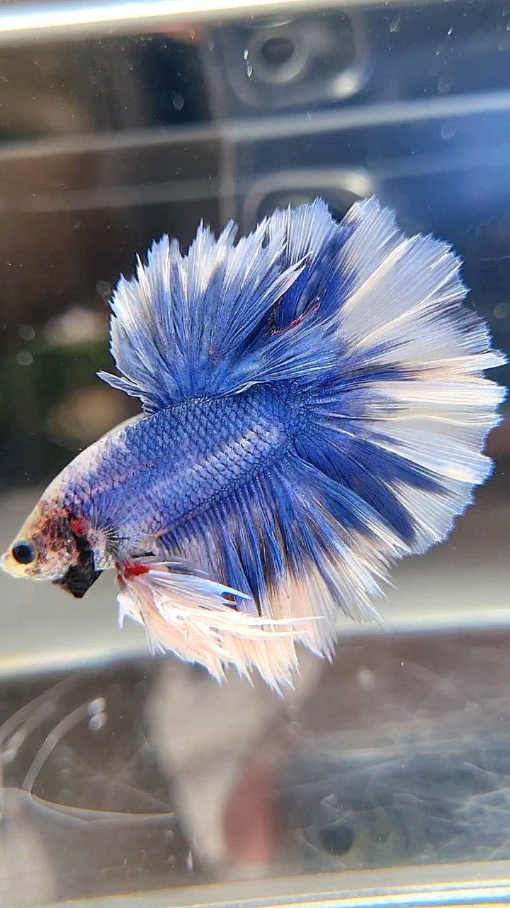 KING FEATHER TAIL HALFMOON BLUE BUTTERFLY BETTA FISH