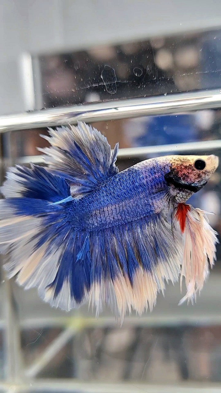 KING FEATHER TAIL HALFMOON BLUE BUTTERFLY BETTA FISH