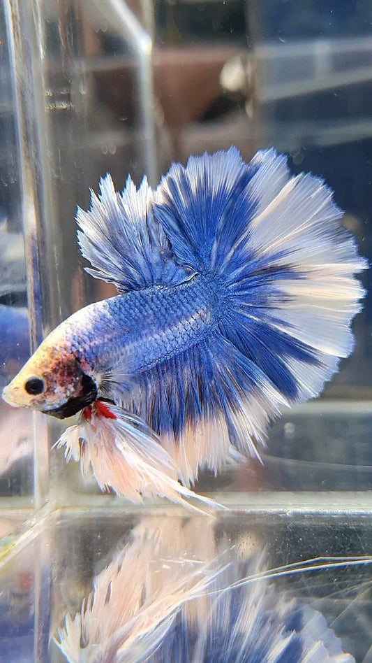 KING FEATHER TAIL HALFMOON BLUE BUTTERFLY BETTA FISH