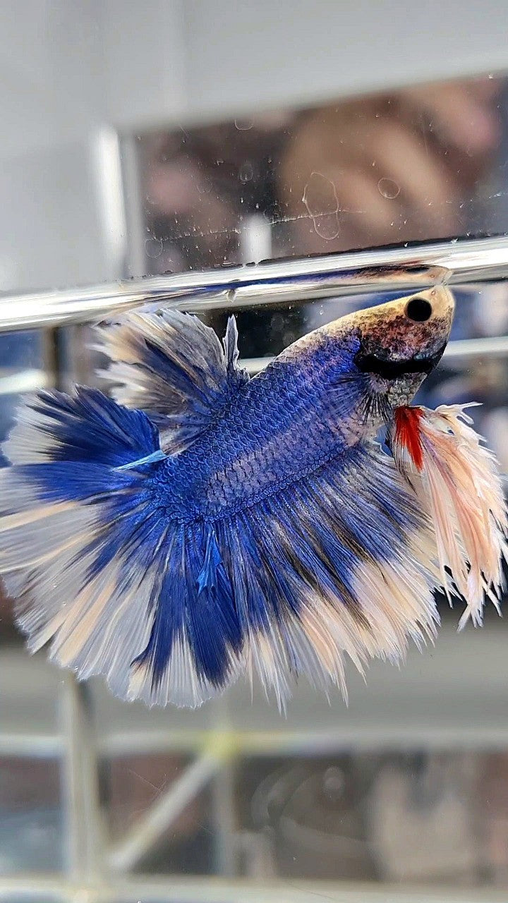 KING FEATHER TAIL HALFMOON BLUE BUTTERFLY BETTA FISH