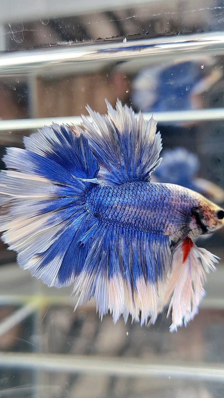 KING FEATHER TAIL HALFMOON BLUE BUTTERFLY BETTA FISH