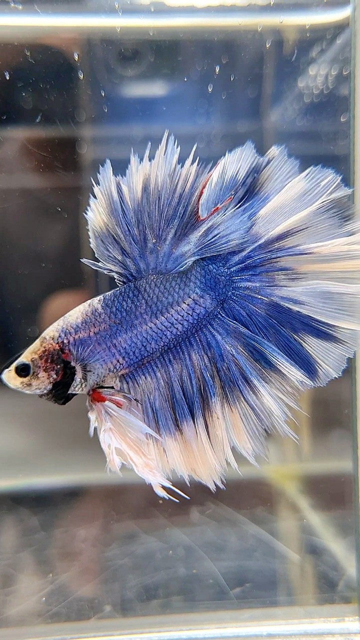 KING FEATHER TAIL HALFMOON BLUE BUTTERFLY BETTA FISH