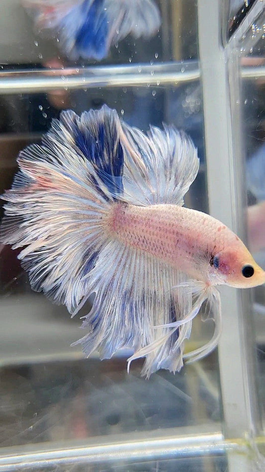 HALFMOON FEATHER TAIL WHITE BLUE WASH BETTA FISH