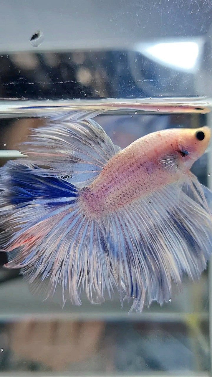 HALFMOON FEATHER TAIL WHITE BLUE WASH BETTA FISH