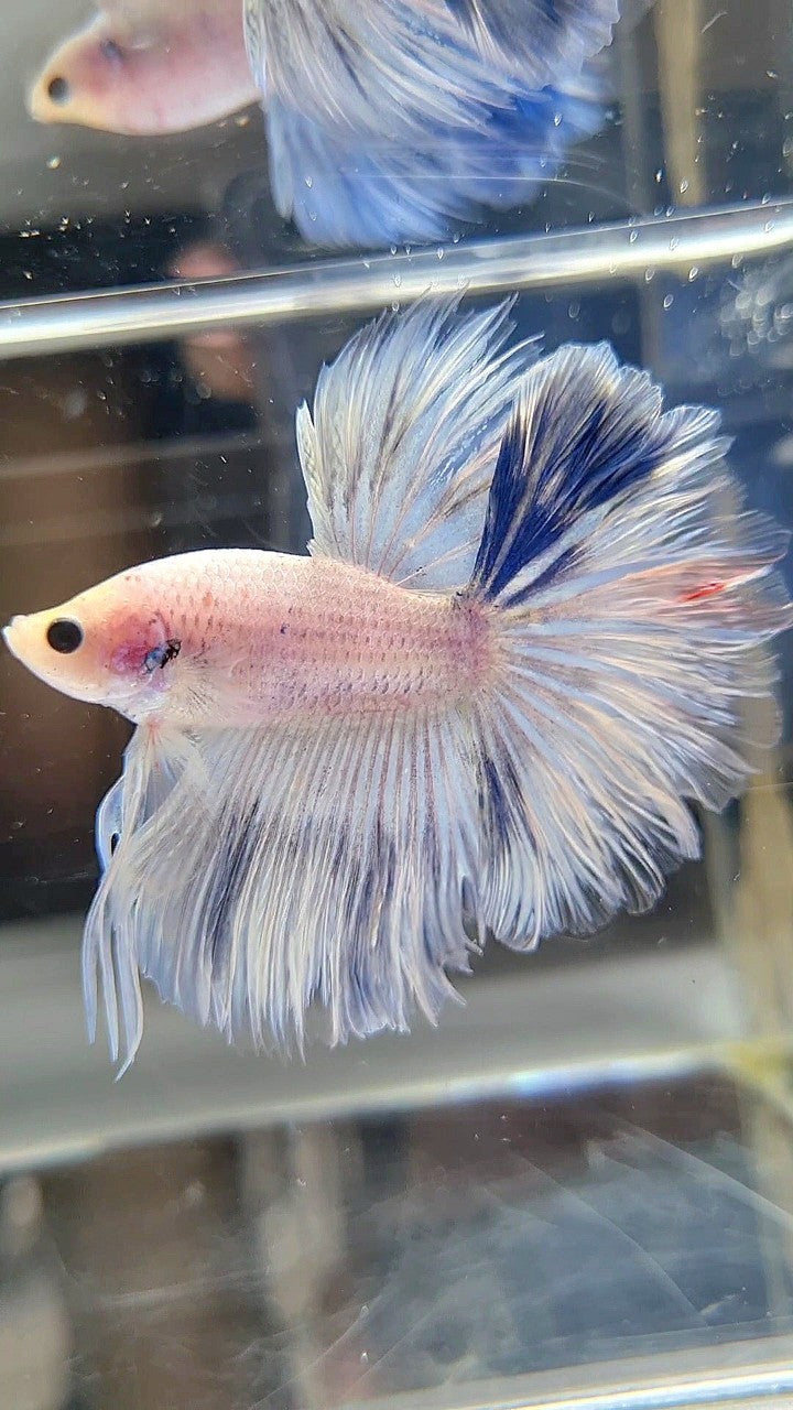 HALFMOON FEATHER TAIL WHITE BLUE WASH BETTA FISH