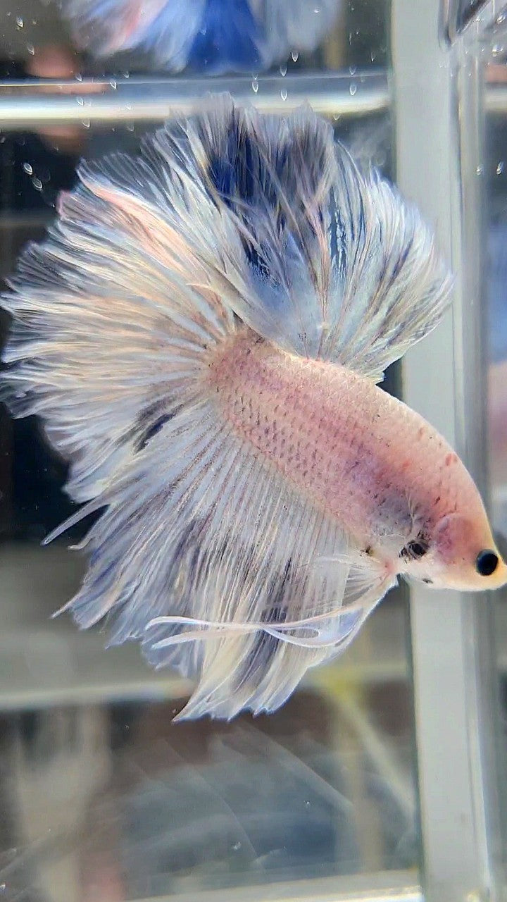 HALFMOON FEATHER TAIL WHITE BLUE WASH BETTA FISH