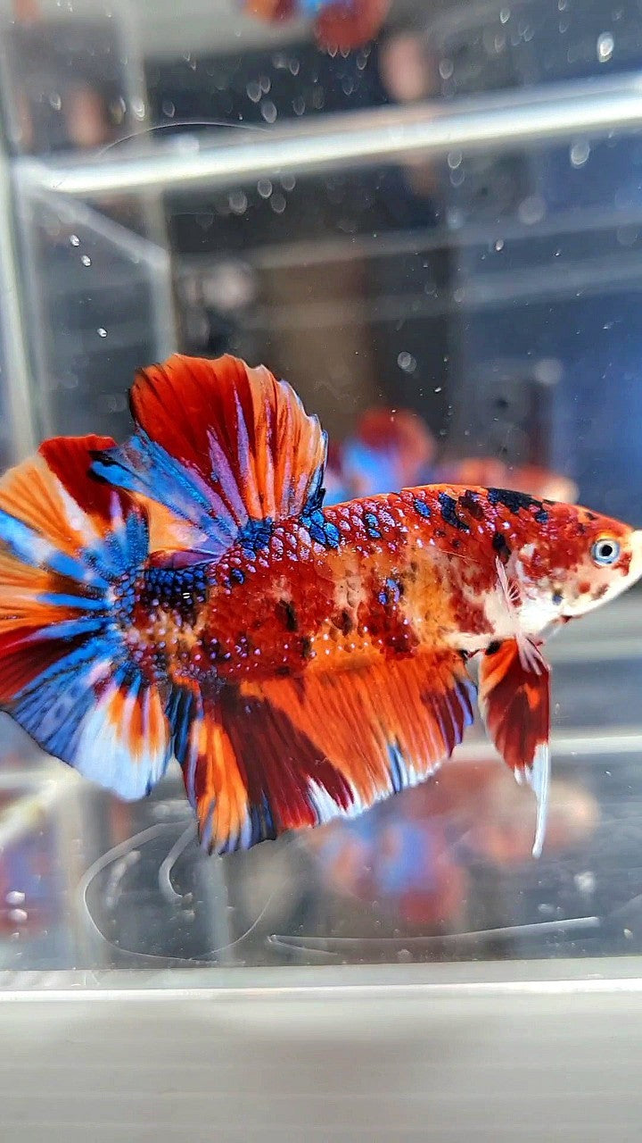 GIANT HMPK BO 5,3CM ORANGE BOLD FIRE MULTICOLOR BETTA FISH