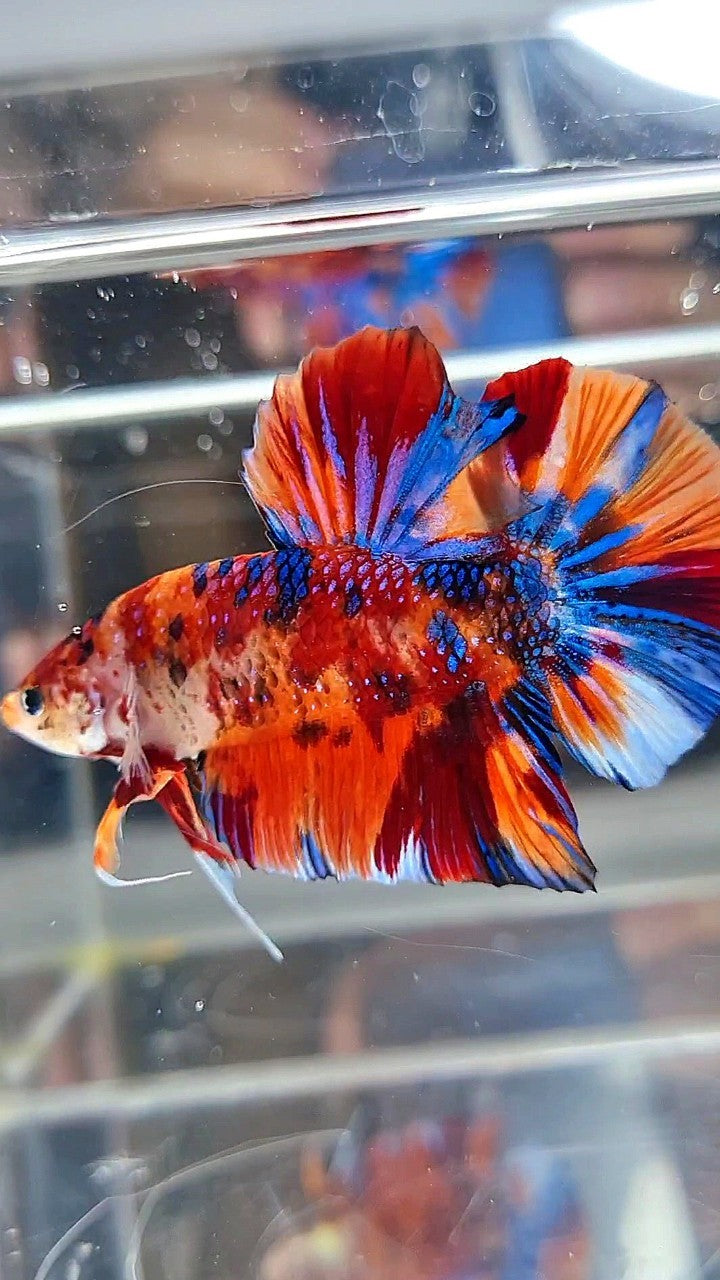 GIANT HMPK BO 5,3CM ORANGE BOLD FIRE MULTICOLOR BETTA FISH