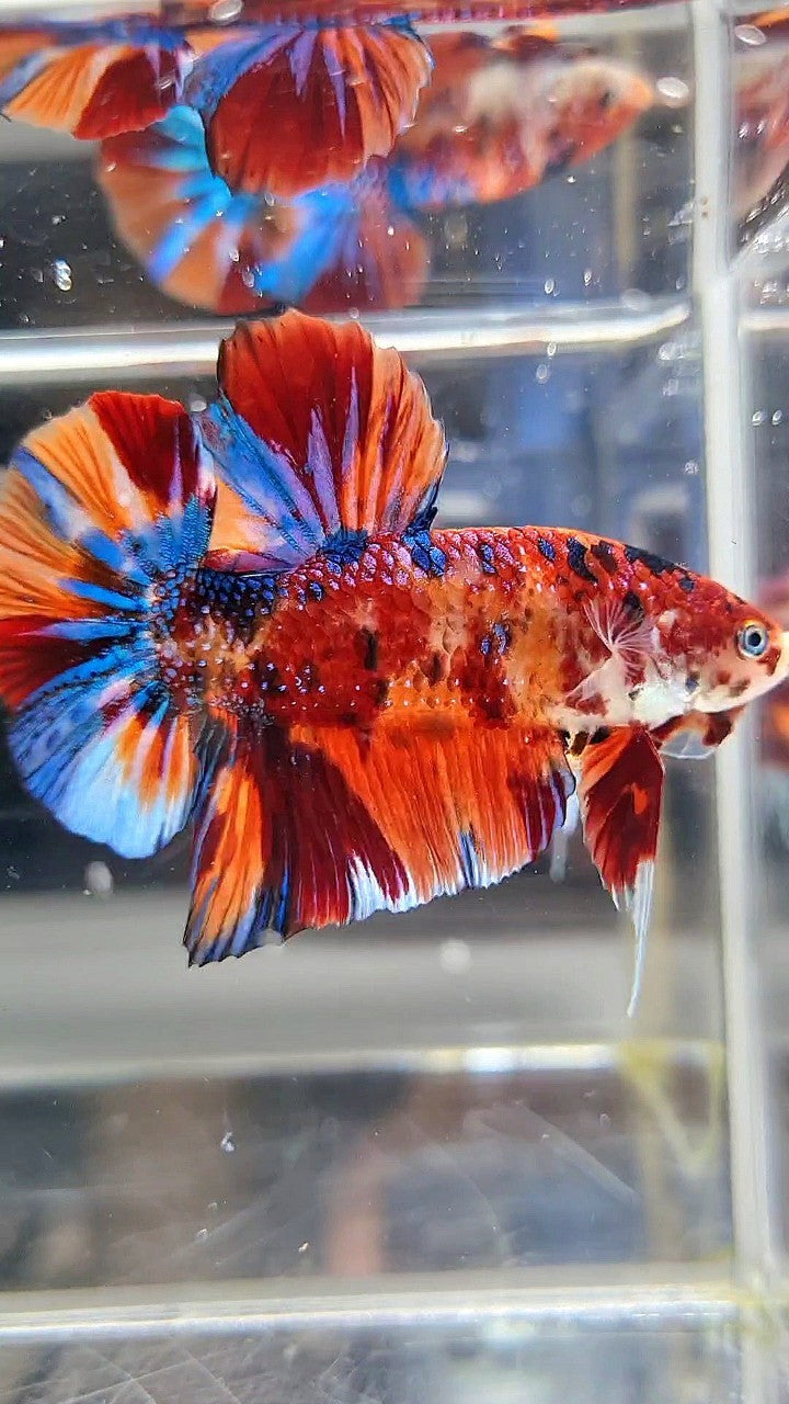 GIANT HMPK BO 5,3CM ORANGE BOLD FIRE MULTICOLOR BETTA FISH