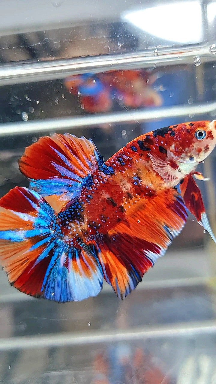 GIANT HMPK BO 5,3CM ORANGE BOLD FIRE MULTICOLOR BETTA FISH