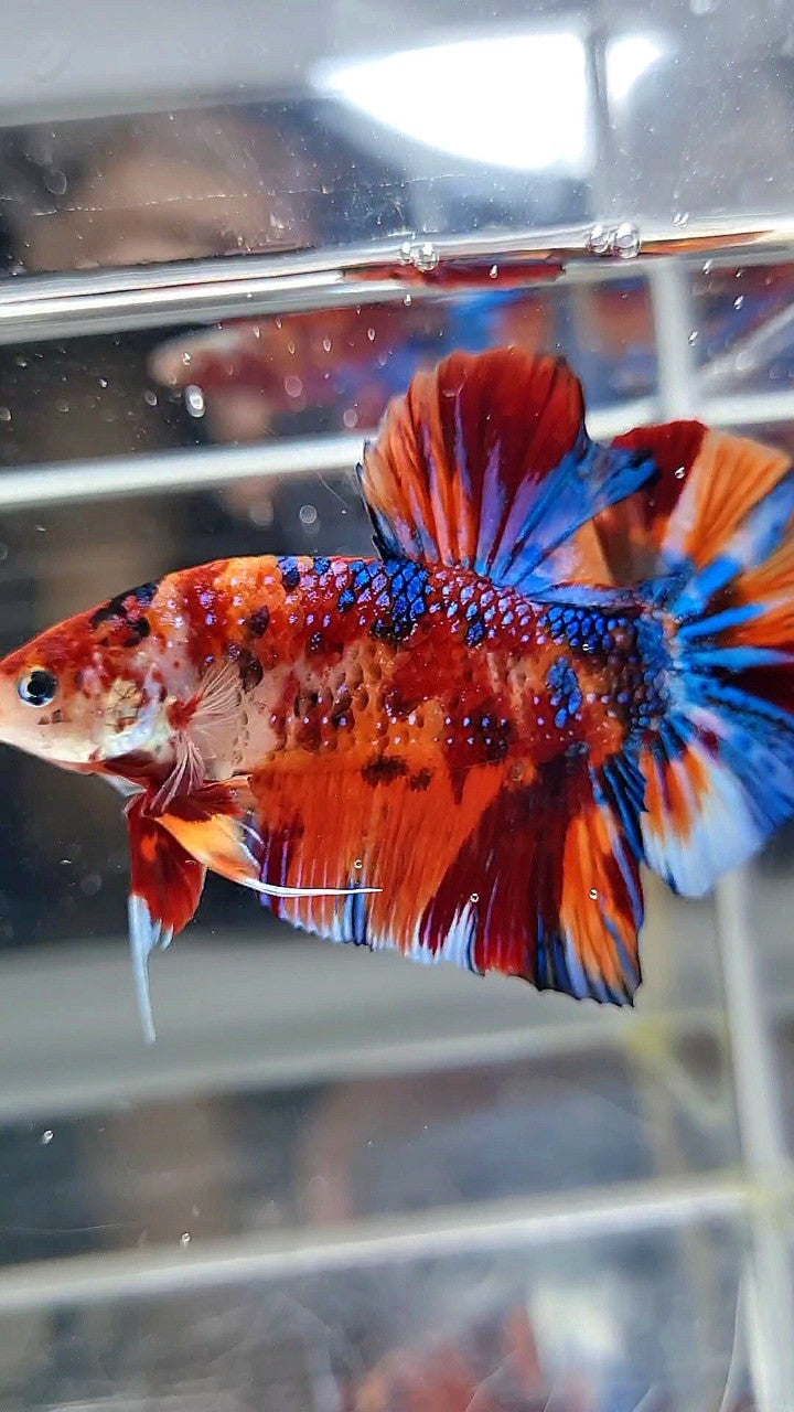 GIANT HMPK BO 5,3CM ORANGE BOLD FIRE MULTICOLOR BETTA FISH