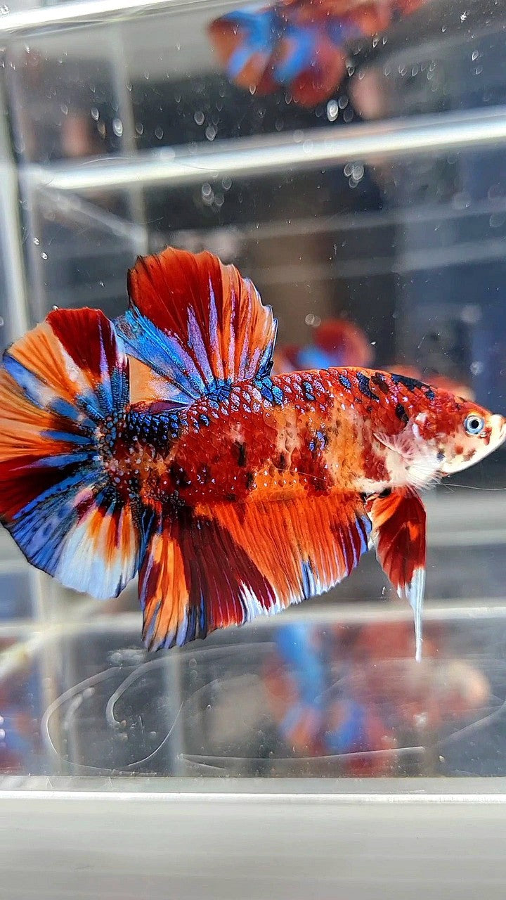 GIANT HMPK BO 5,3CM ORANGE BOLD FIRE MULTICOLOR BETTA FISH