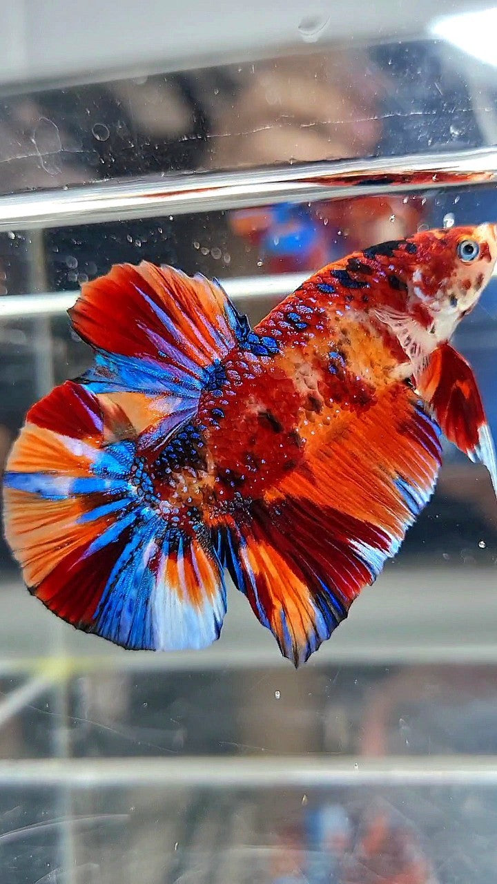 GIANT HMPK BO 5,3CM ORANGE BOLD FIRE MULTICOLOR BETTA FISH