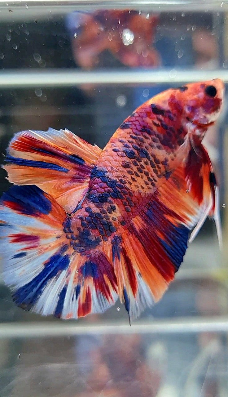 GIANT HMPK BO 5,3CM ORANGE CANDY PURPLE MULTICOLOR BETTA FISH