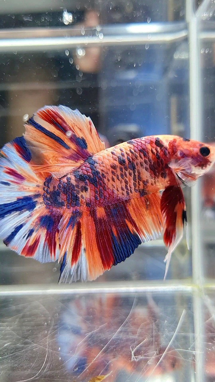 GIANT HMPK BO 5,3CM ORANGE CANDY PURPLE MULTICOLOR BETTA FISH