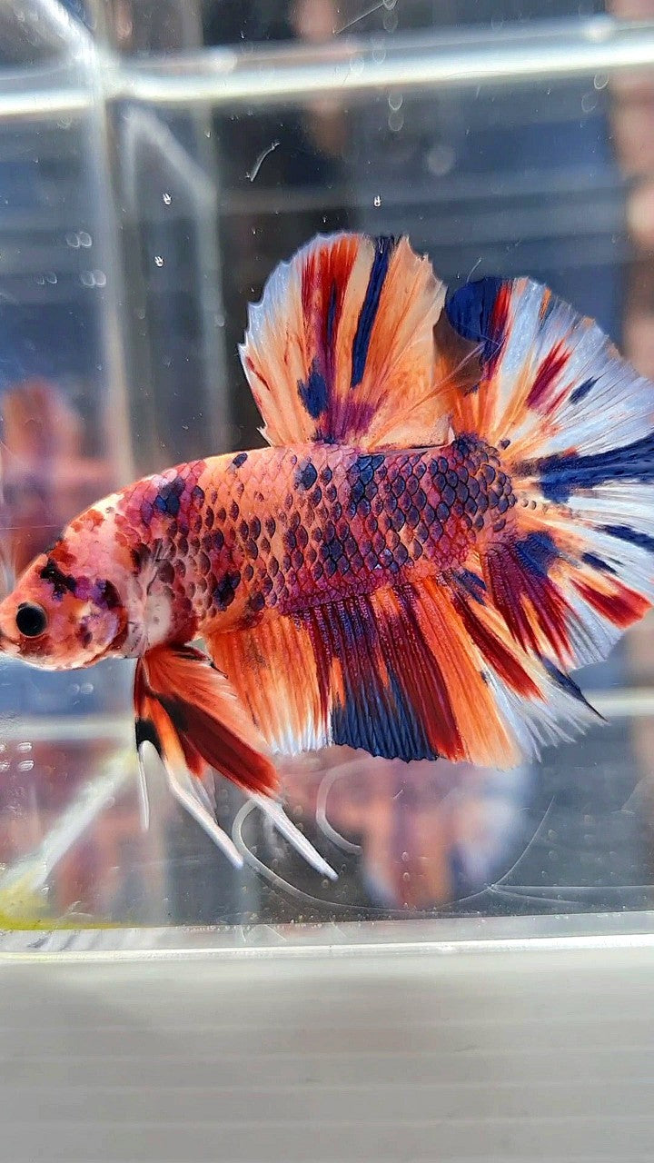 GIANT HMPK BO 5,3CM ORANGE CANDY PURPLE MULTICOLOR BETTA FISH