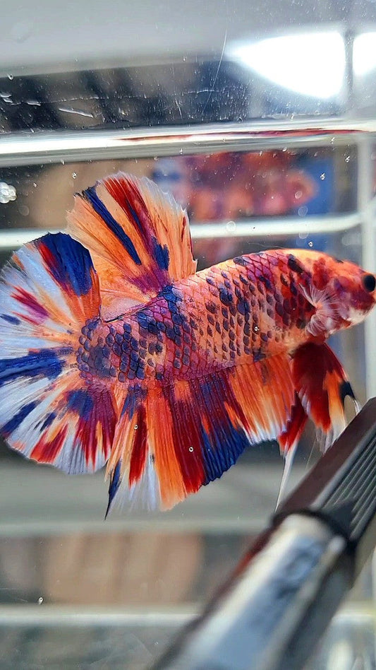 GIANT HMPK BO 5,3CM ORANGE CANDY PURPLE MULTICOLOR BETTA FISH