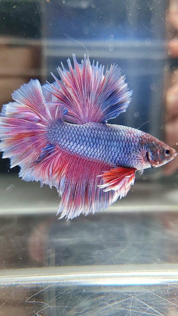 KING ROSETAIL HALFMOON PURPLE VIOLET BETTA FISH