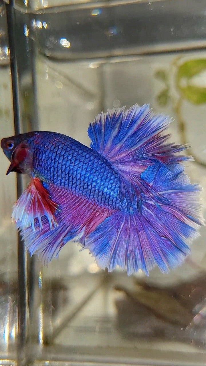 KING ROSETAIL HALFMOON PURPLE VIOLET BETTA FISH