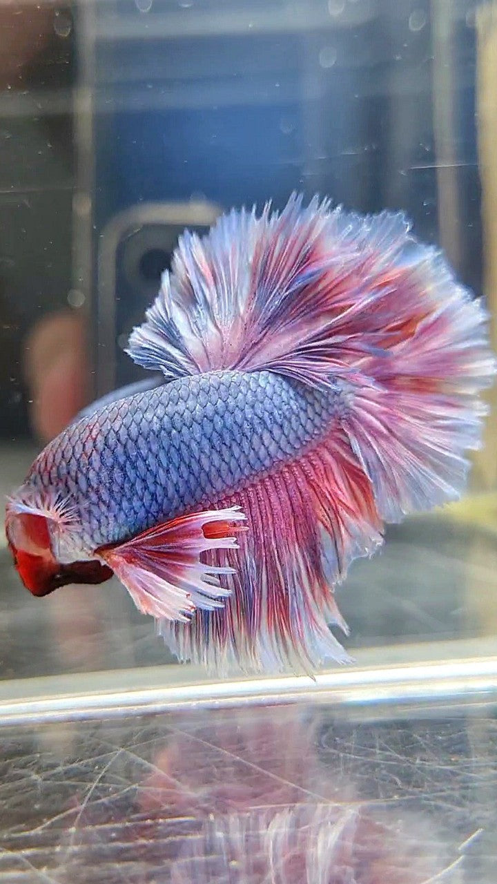 KING ROSETAIL HALFMOON PURPLE VIOLET BETTA FISH