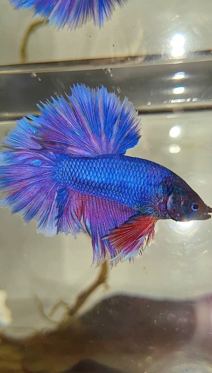 KING ROSETAIL HALFMOON PURPLE VIOLET BETTA FISH