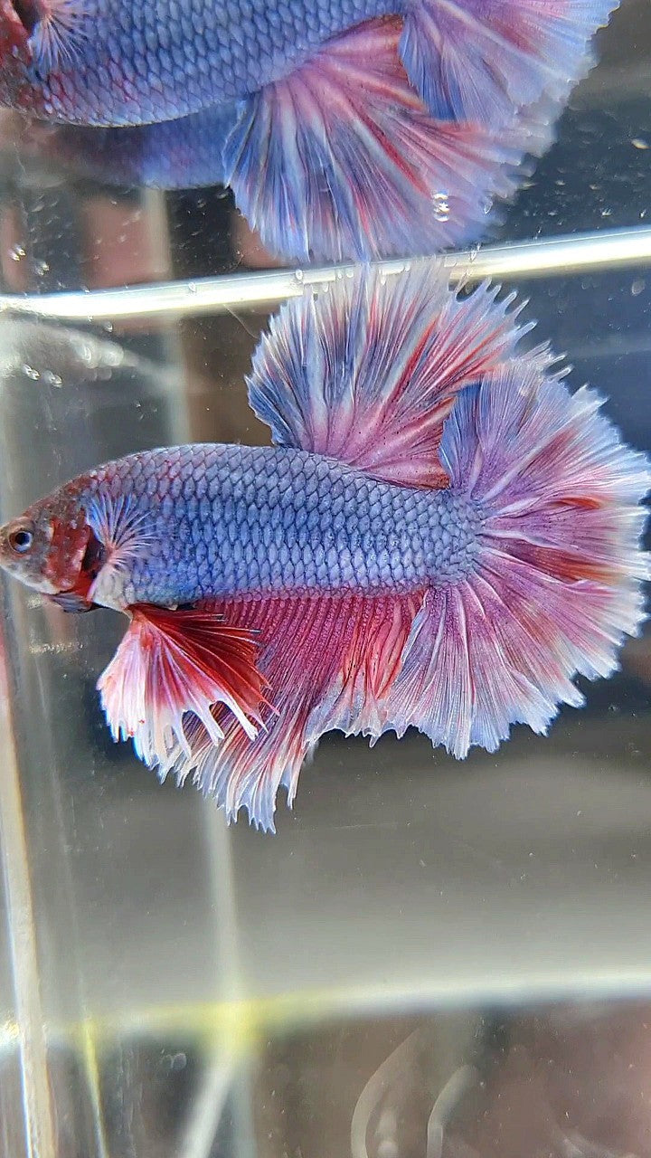 KING ROSETAIL HALFMOON PURPLE VIOLET BETTA FISH