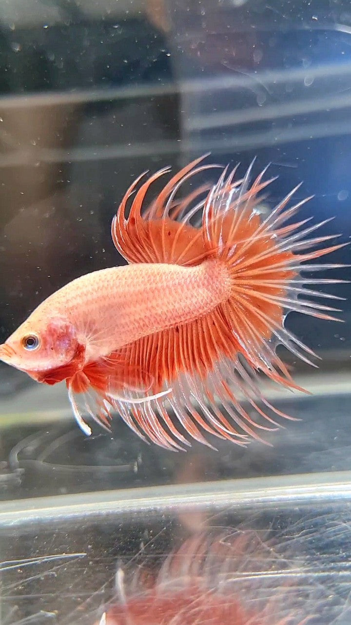 CROWNTAIL ARMAGEDDON BUTTERFLY BETTA FISH