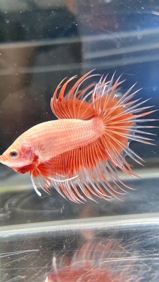 CROWNTAIL ARMAGEDDON BUTTERFLY BETTA FISH