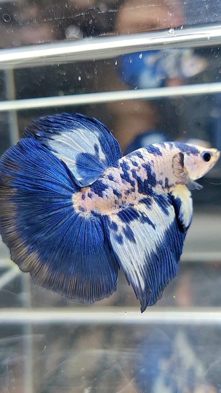LUXURY HALFMOON SUPER DOTS MARBLE BLUE RIM PATTERN BETTA FISH
