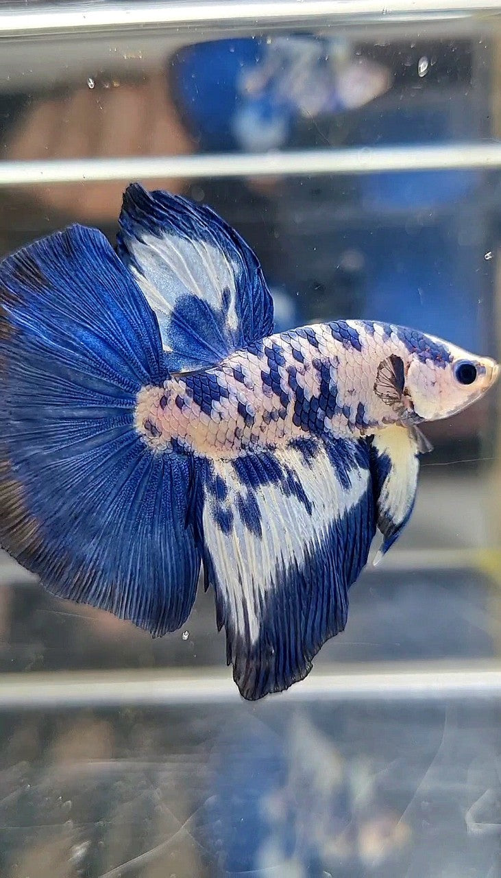LUXURY HALFMOON SUPER DOTS MARBLE BLUE RIM PATTERN BETTA FISH
