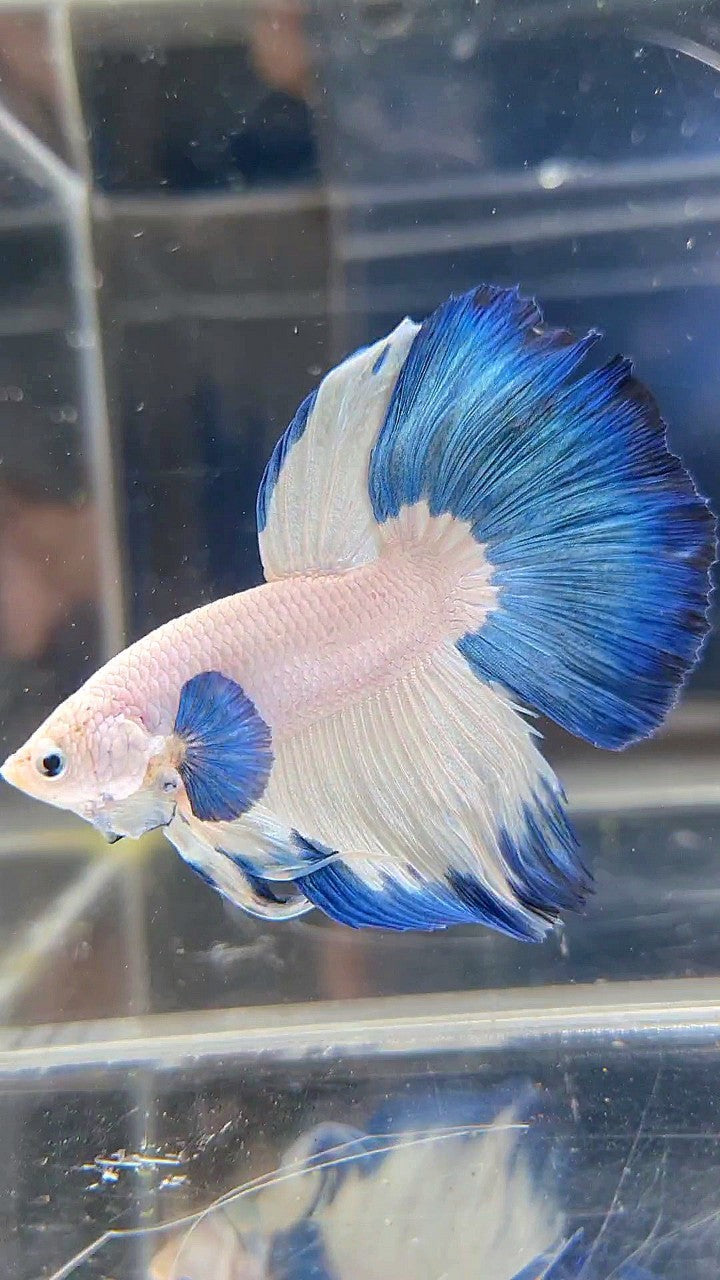 LUXURY HALFMOON BIG EAR BLUE RIM BETTA FISH