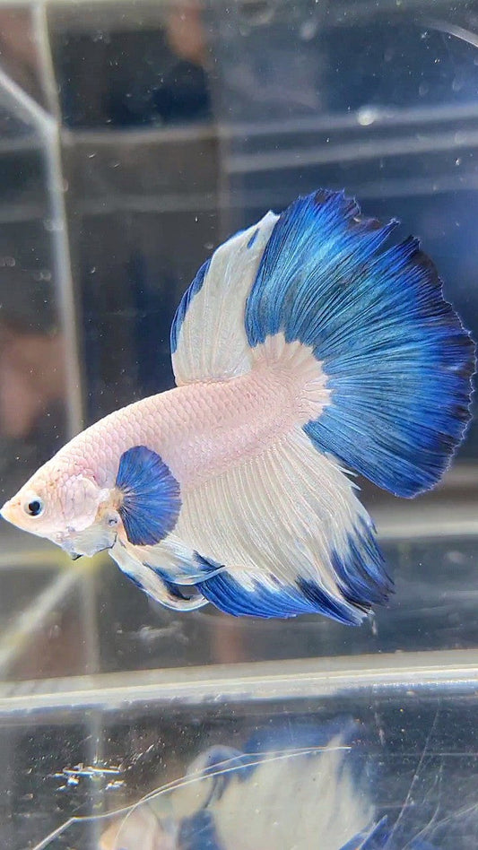 LUXURY HALFMOON BIG EAR BLUE RIM BETTA FISH