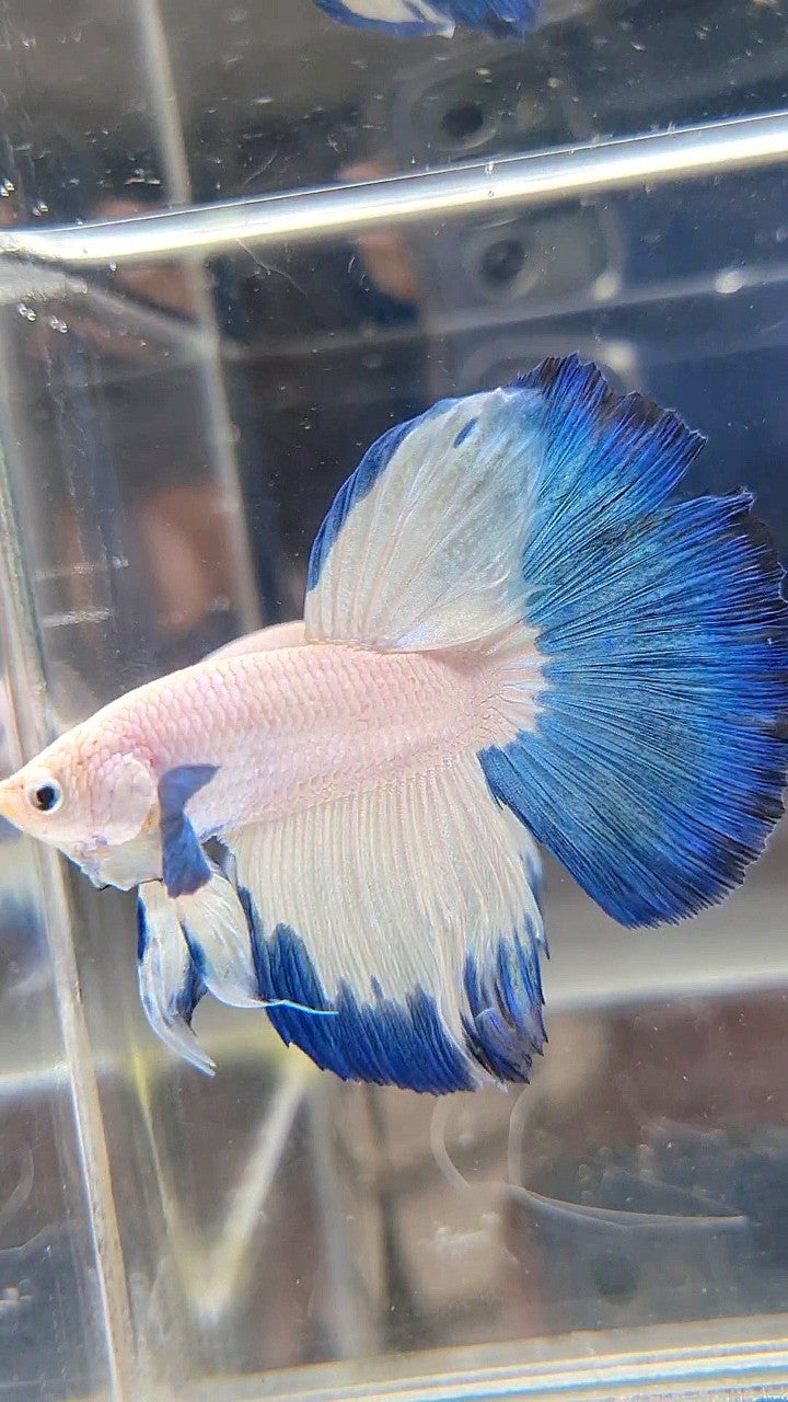 LUXURY HALFMOON BIG EAR BLUE RIM BETTA FISH