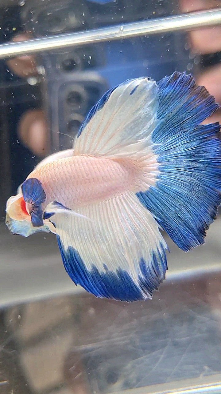 LUXURY HALFMOON BIG EAR BLUE RIM BETTA FISH
