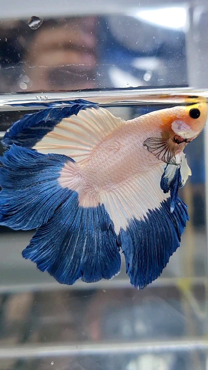 HALFMOON DOUBLE TAIL BLUE RIM BUTTERFLY YELLOW HEAD BETTA FISH