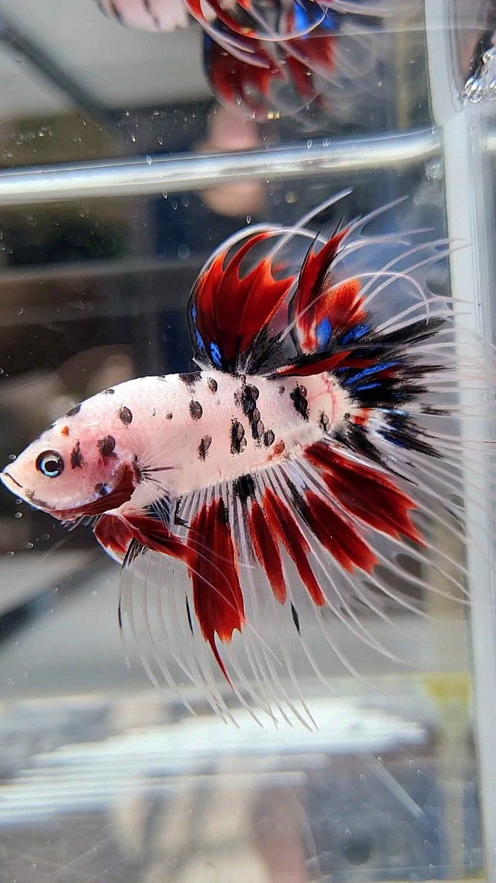 CROWNTAIL AOC SUPER DOTS KOI RED MULTICOLOR BETTA FISH