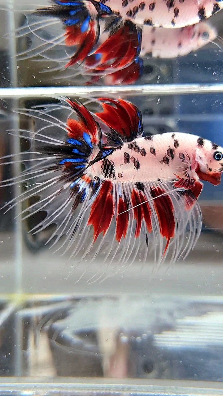 CROWNTAIL AOC SUPER DOTS KOI RED MULTICOLOR BETTA FISH