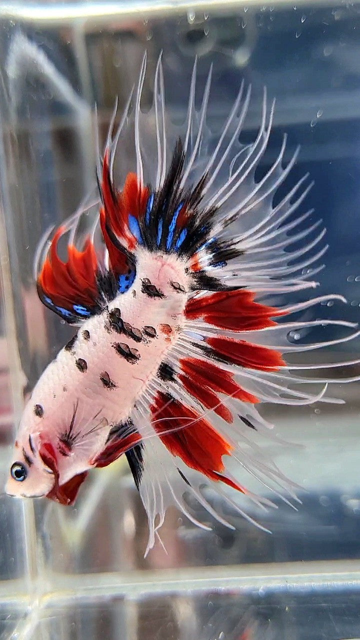 CROWNTAIL AOC SUPER DOTS KOI RED MULTICOLOR BETTA FISH