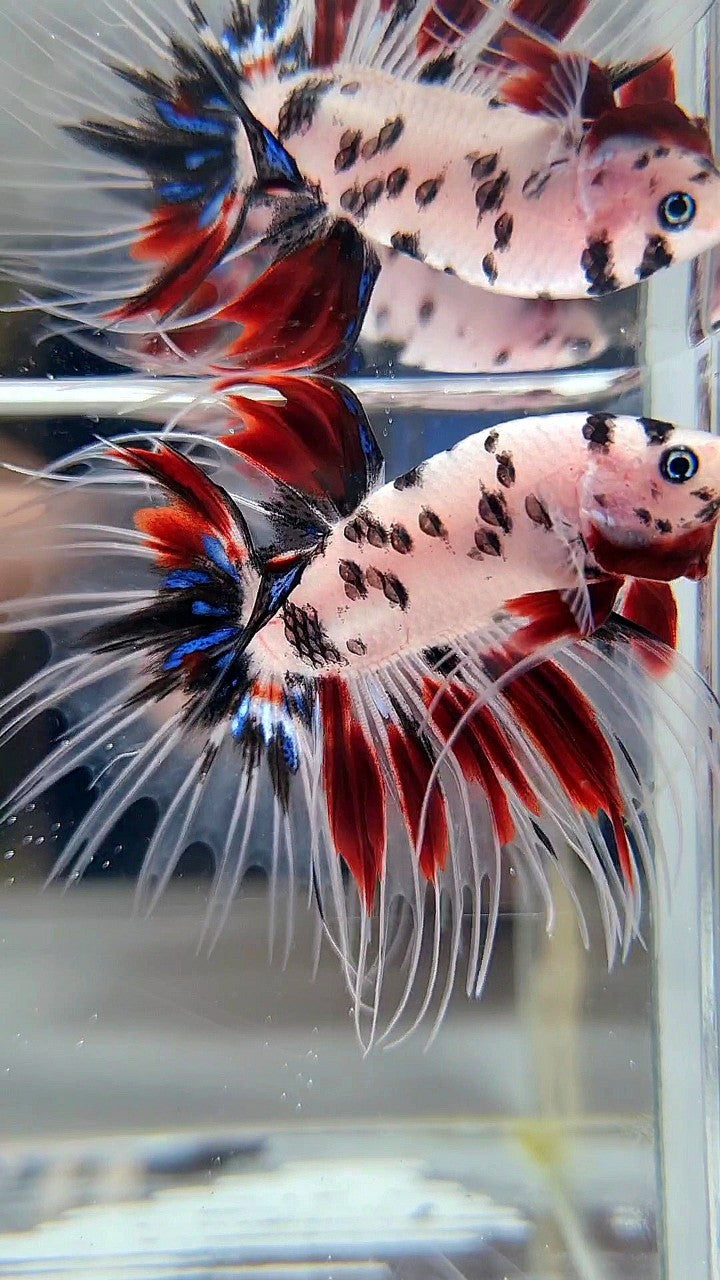 CROWNTAIL AOC SUPER DOTS KOI RED MULTICOLOR BETTA FISH