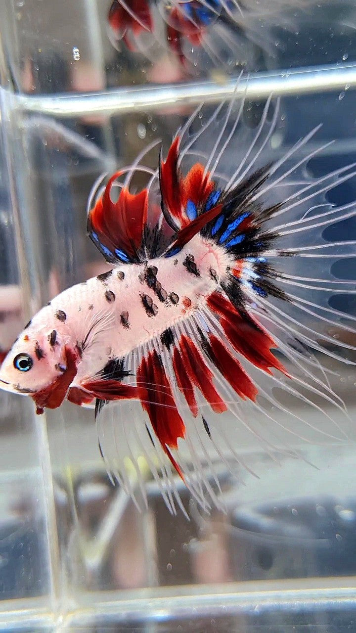 CROWNTAIL AOC SUPER DOTS KOI RED MULTICOLOR BETTA FISH