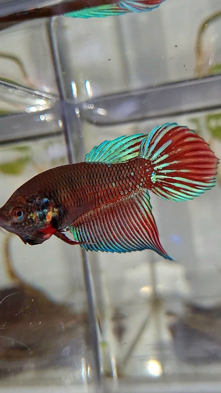 FEMALE VEILTAIL BLACK SAPPHIRE AVATAR BETTA FISH