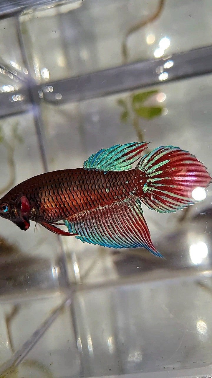 FEMALE VEILTAIL BLACK SAPPHIRE AVATAR BETTA FISH