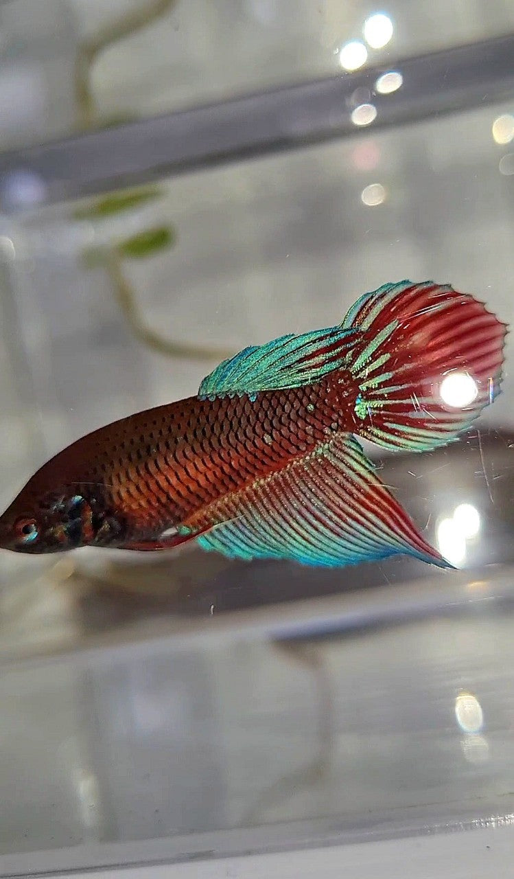 FEMALE VEILTAIL BLACK SAPPHIRE AVATAR BETTA FISH