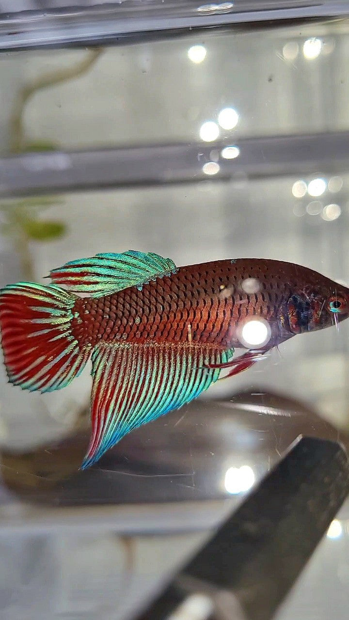 FEMALE VEILTAIL BLACK SAPPHIRE AVATAR BETTA FISH