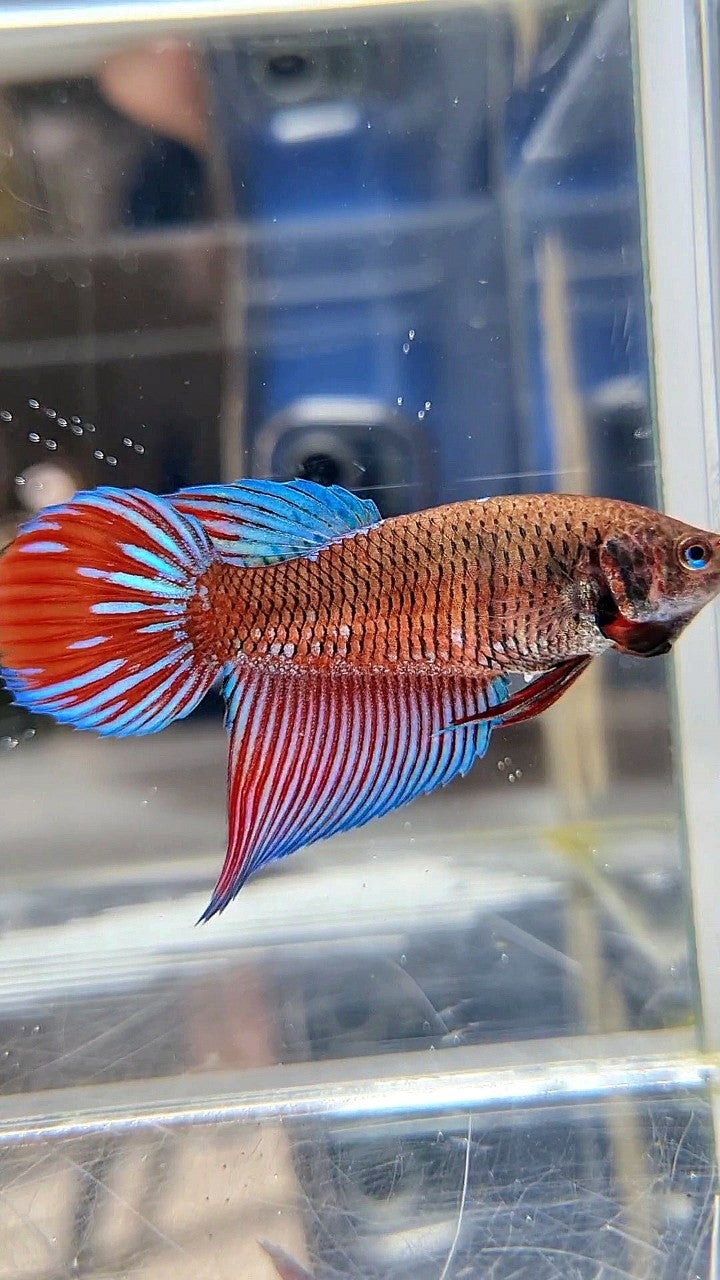 FEMALE VEILTAIL BLACK SAPPHIRE AVATAR BETTA FISH