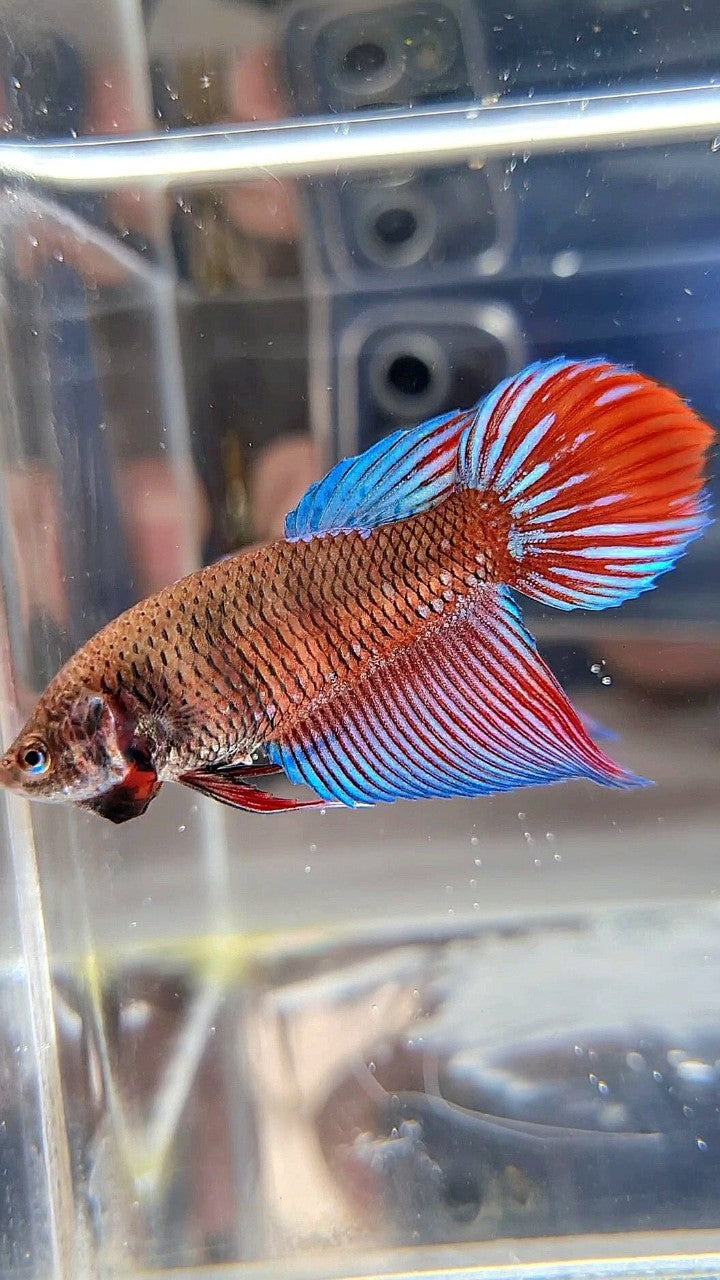 FEMALE VEILTAIL BLACK SAPPHIRE AVATAR BETTA FISH